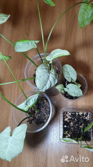 Сингониум сильвер перл