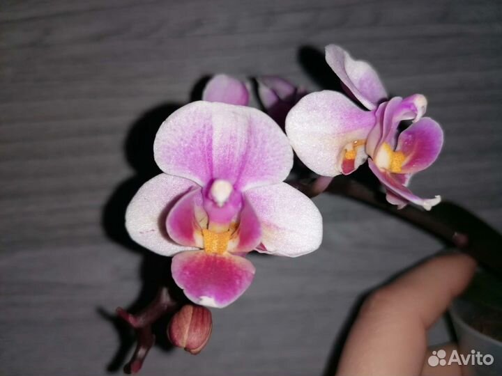 Орхидея мини