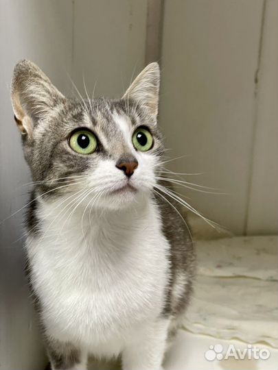 Кошка в дар