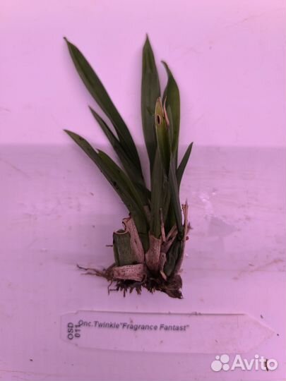 Орхидея онцидиум Fragrance Fantast