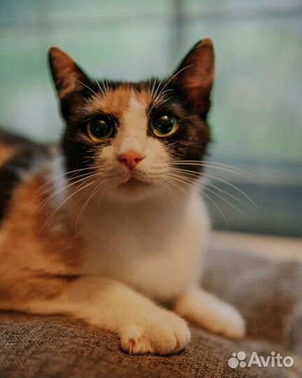 Европейская