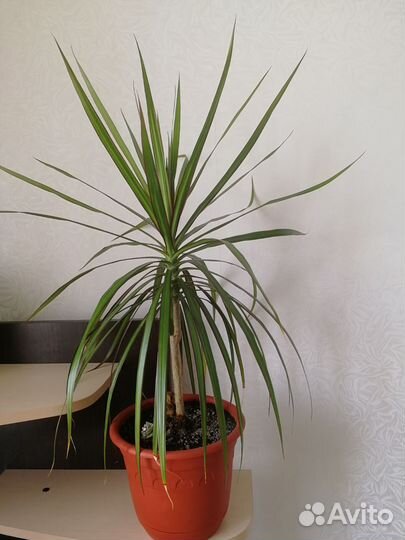 Пальма драцена