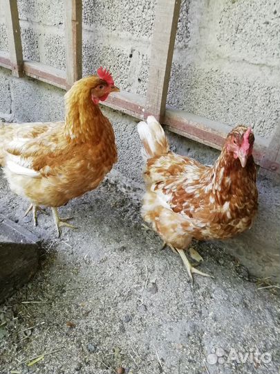 Куры несушки продам