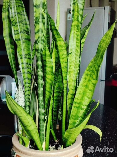 Большой куст Сансивиерия, в горшке