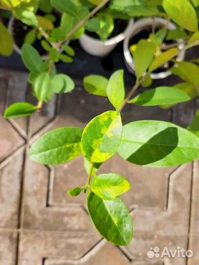 Клеродендрумы