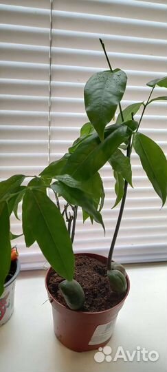 Кастаноспермум