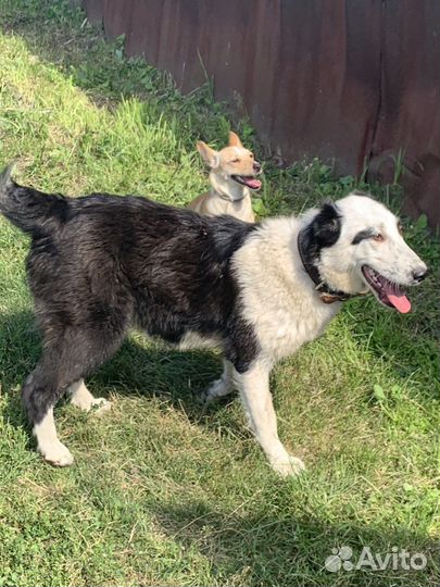 Найдена собака