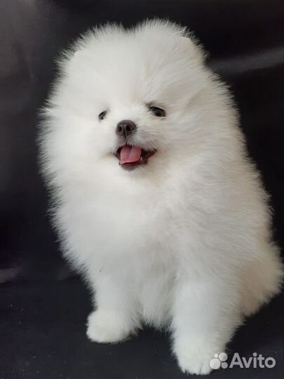 Щенки шпица