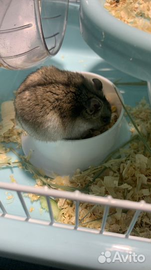 Джунгарский хомяк бесплатно