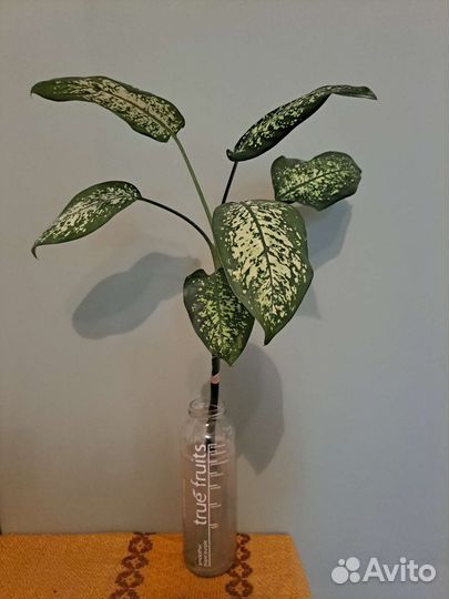 Диффенбахия отросток