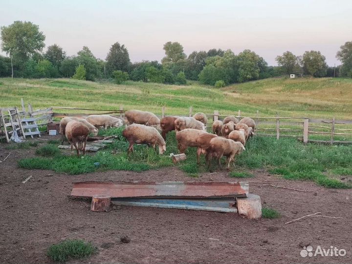 Овцы бараны ягнята