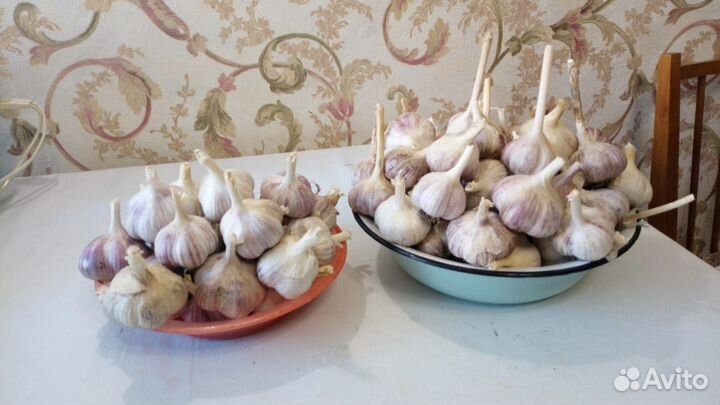 Чеснок
