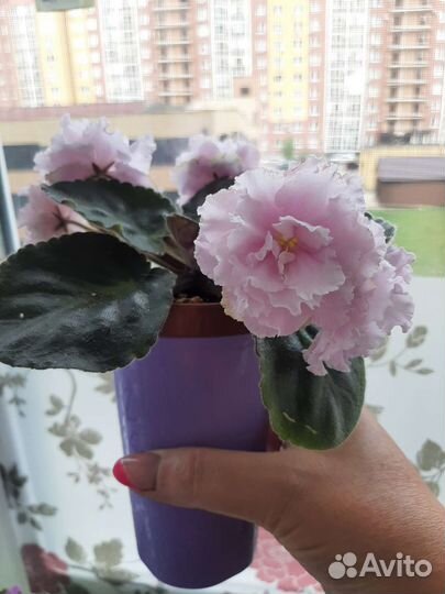 Сортовые фиалки