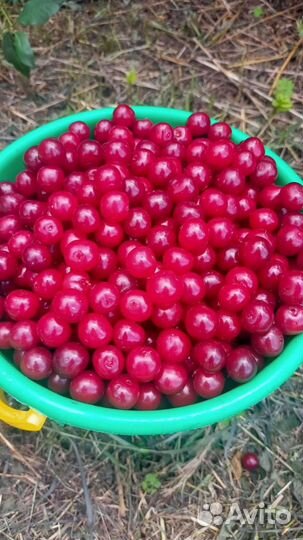 Вишня ягода свежая