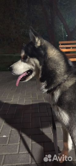 Кабель хаски на вязку