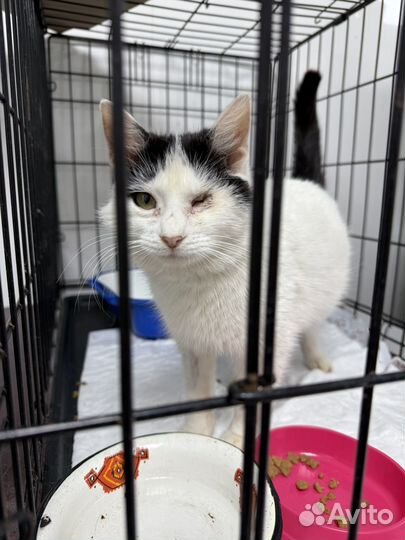 Кошечка в поисках дома