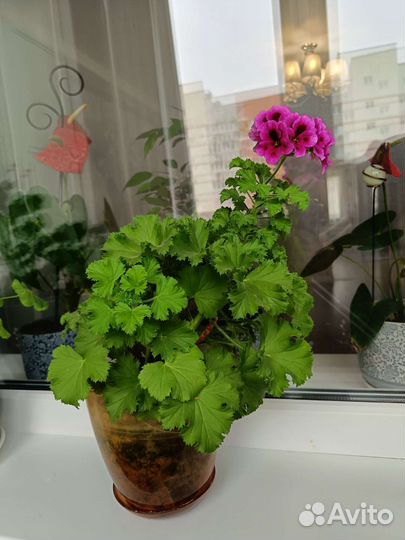 Герань королевская