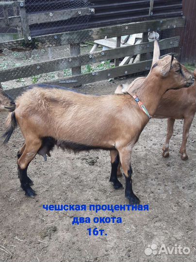 Козлята #козы