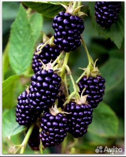 Ежевика, саженцы