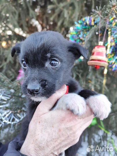Щенок в добрые руки бесплатно