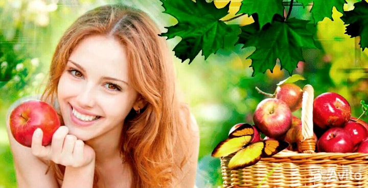 Рабочий. Сборщик яблок