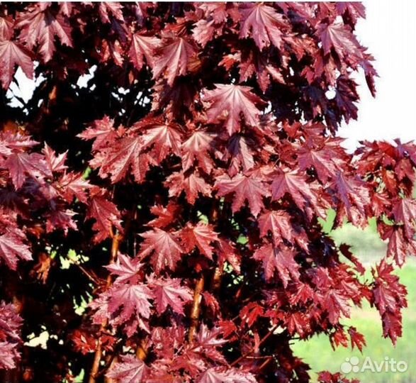 Клен кримсон сентри