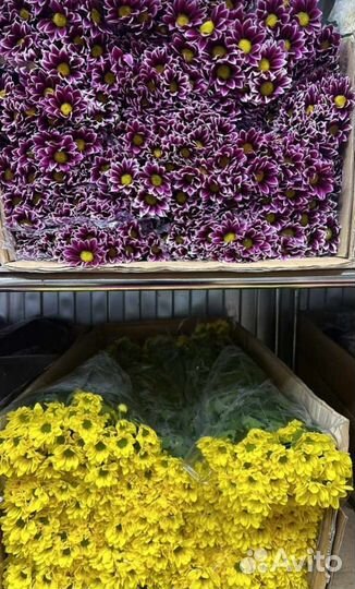 Хризантемы опт/розница