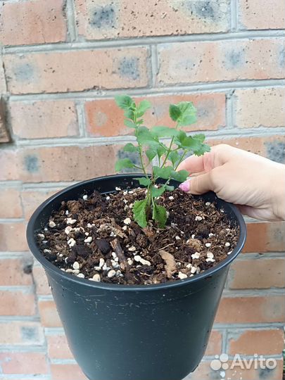 Бакопа вегетативная