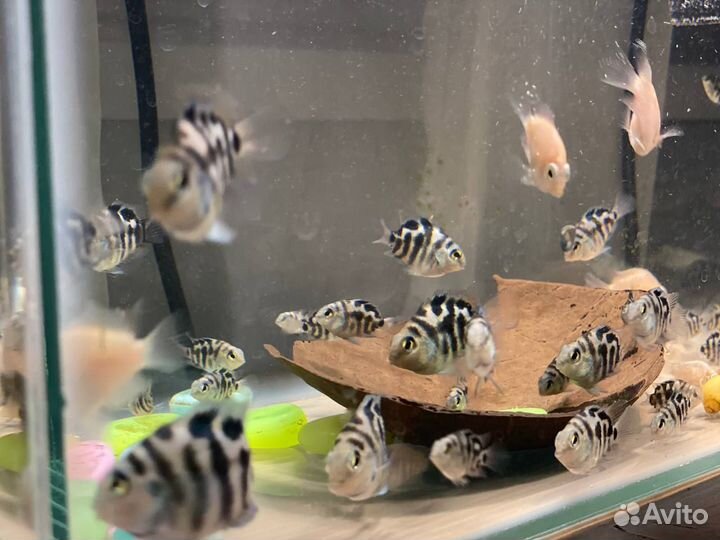 Продаются сапфировый попугай