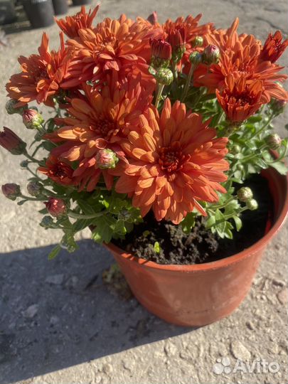 Хризантема корейская, мультифлора