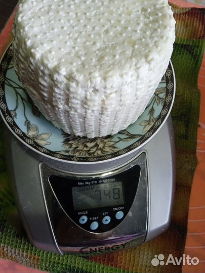 Коза нубийка (нубийской породы)