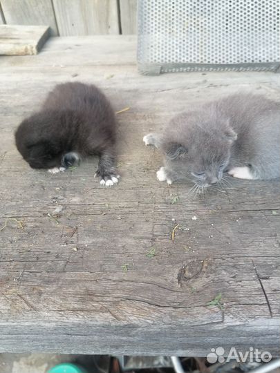 Отдам в добрые руки котят