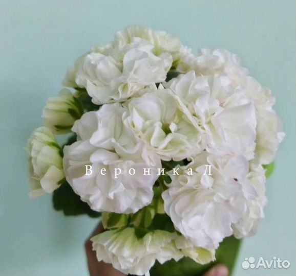 Пеларгонии сортовые Уг Айгуль, юв Даная и др