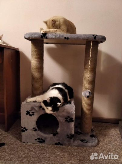 Домик когтеточка Томас доставка