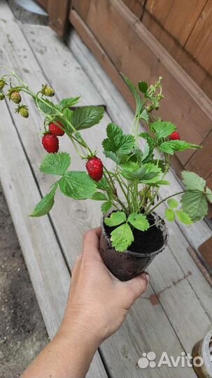 Земляника ремонтантная