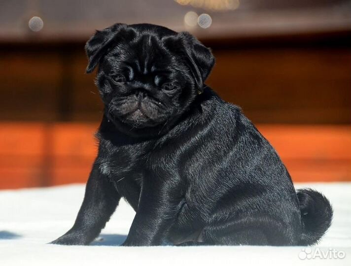 Щенки мопса