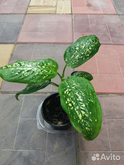 Диффенбахия