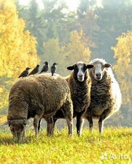 Овцы бараны ягнята романовские