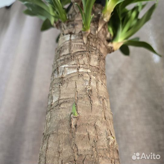 Юкка слоновая Элефант