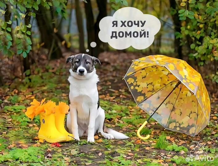 Собака в добрые руки