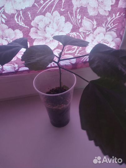 Гибискус или китайская роза, Махровый красный