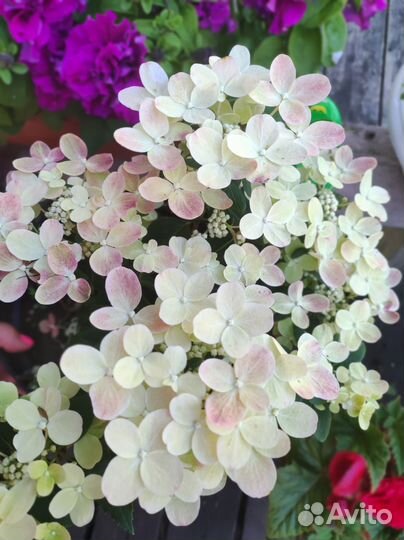 Гортензия метельчатая Полестар, шугараш,Ванила,др