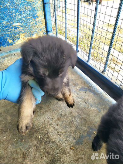 Щенки немецкой овчарки