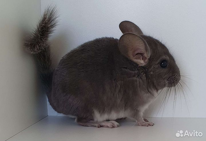Шиншилленок мальчик фиолет (3 мес)