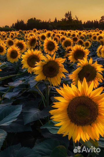 Переработка без оплаты