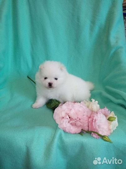 Белоснежные и кремовые