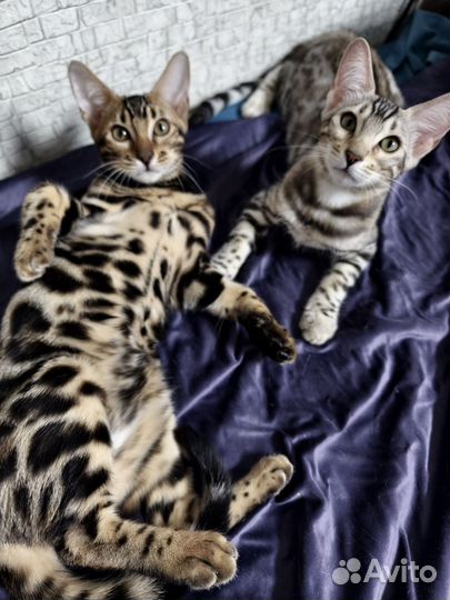Бенгальские котята девочки