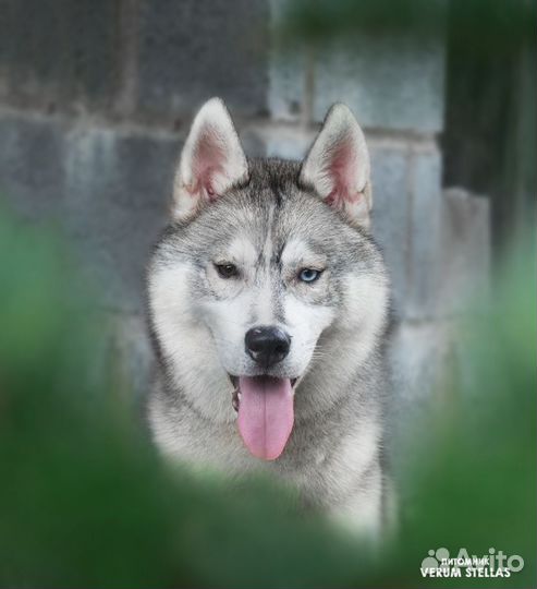 Сибирский хаски подросток (РКФ)