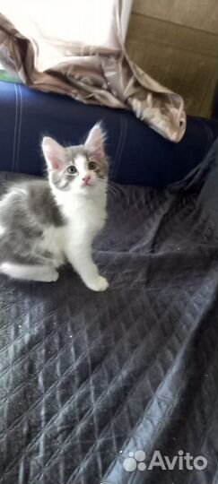 Отдам бесплатно 2 котят в хорошие руки