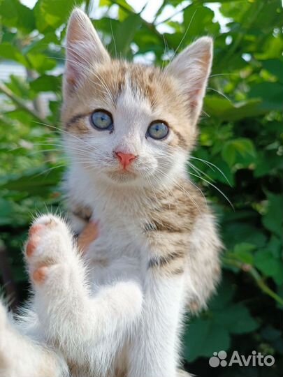 Котенок в добрые руки